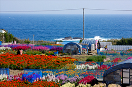 白間津のお花畑